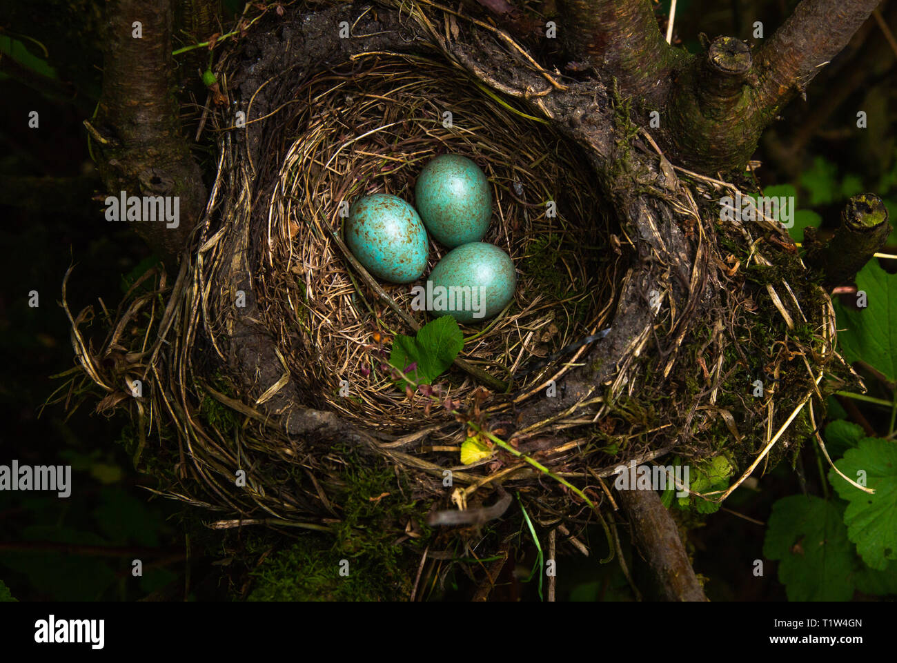 Turdus merula Blackbird [ ] nid avec 3 œufs Banque D'Images