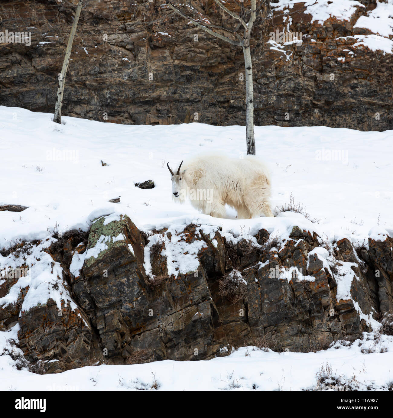 La Chèvre de montagne Oreamnos americanus, Banque D'Images