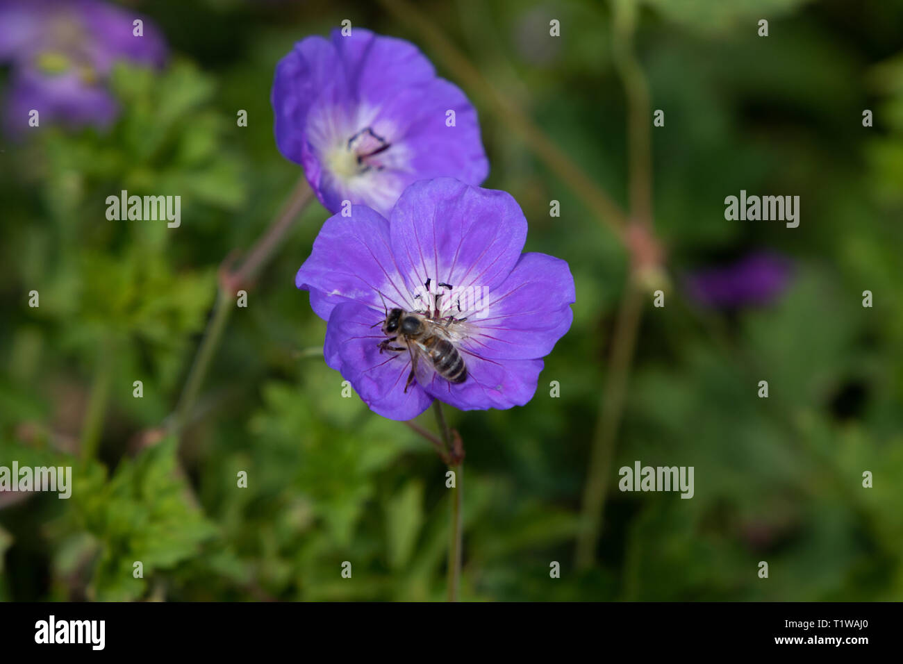 Baby Blue Eyes, Nemophila menziesii Banque D'Images