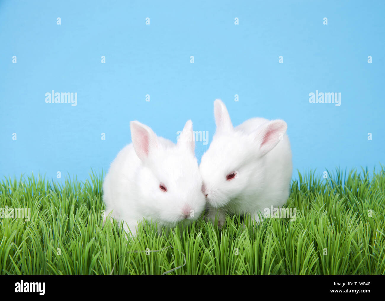 Deux adorables deux semaine bébé albinos lapins dans l'herbe verte avec fond bleu. Banque D'Images