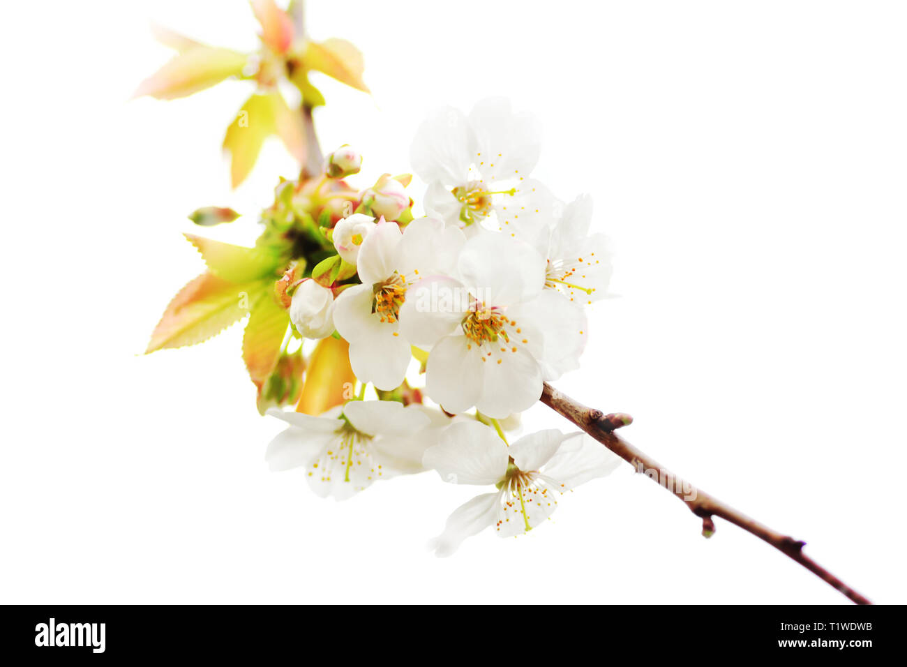 Fond blanc naturel floraison de printemps d'arbres fruitiers de la cerise Banque D'Images