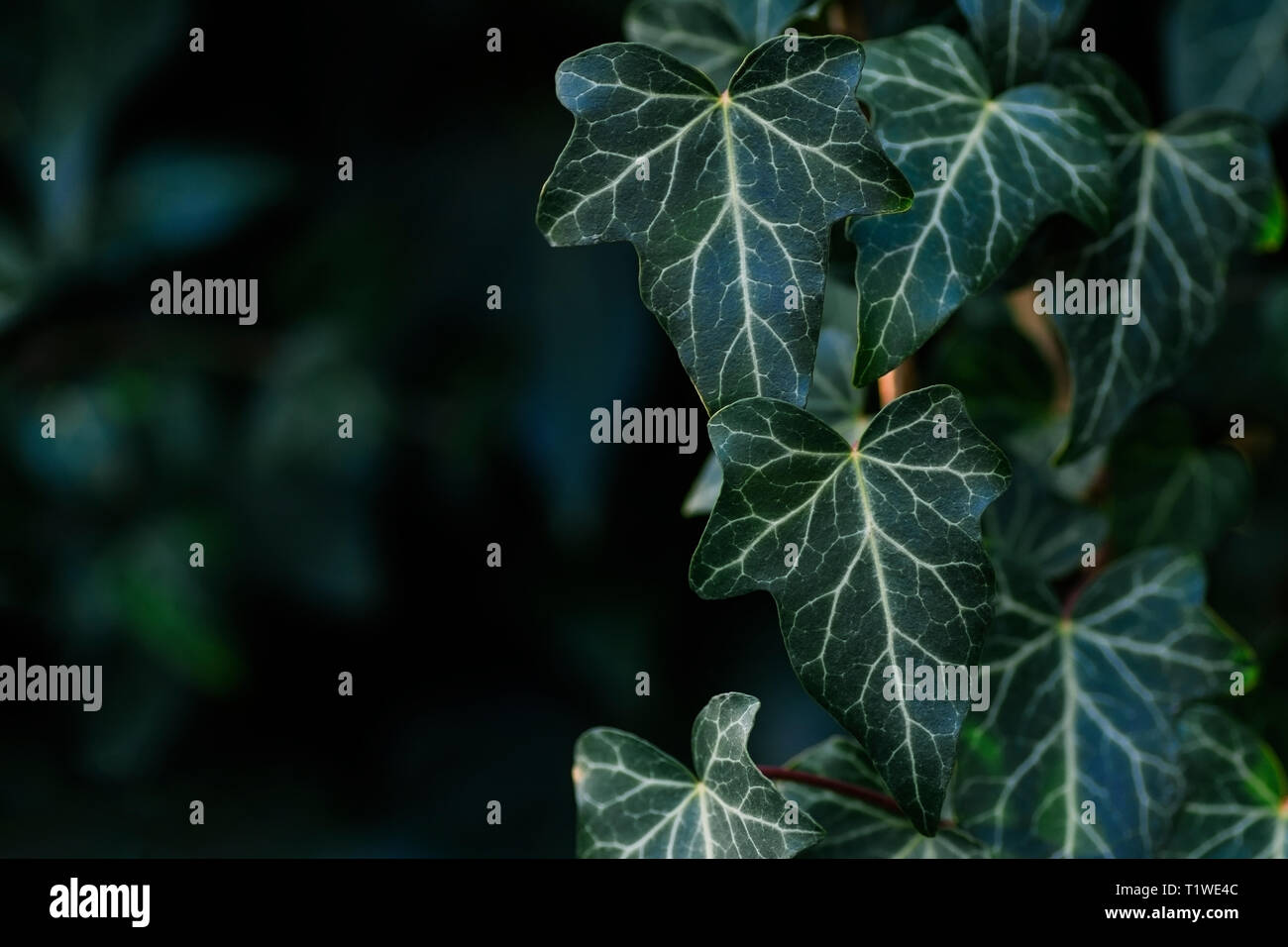 Feuilles de lierre la lumière et l'ombre de fond naturel graphique sur un fond sombre avec copy-space Banque D'Images