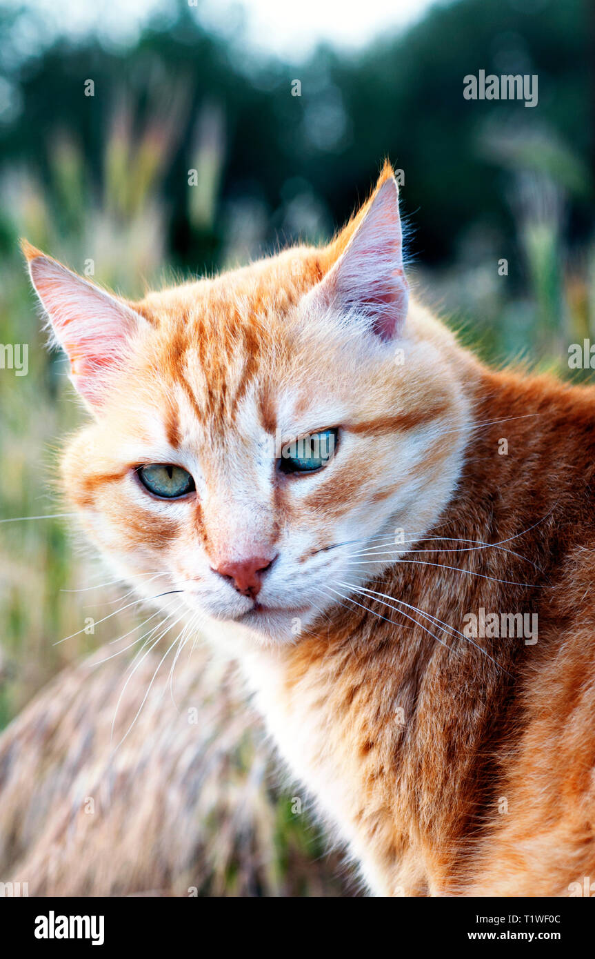 Portrait d'un chat de gingembre tournant la tête vers l'appareil photo Banque D'Images