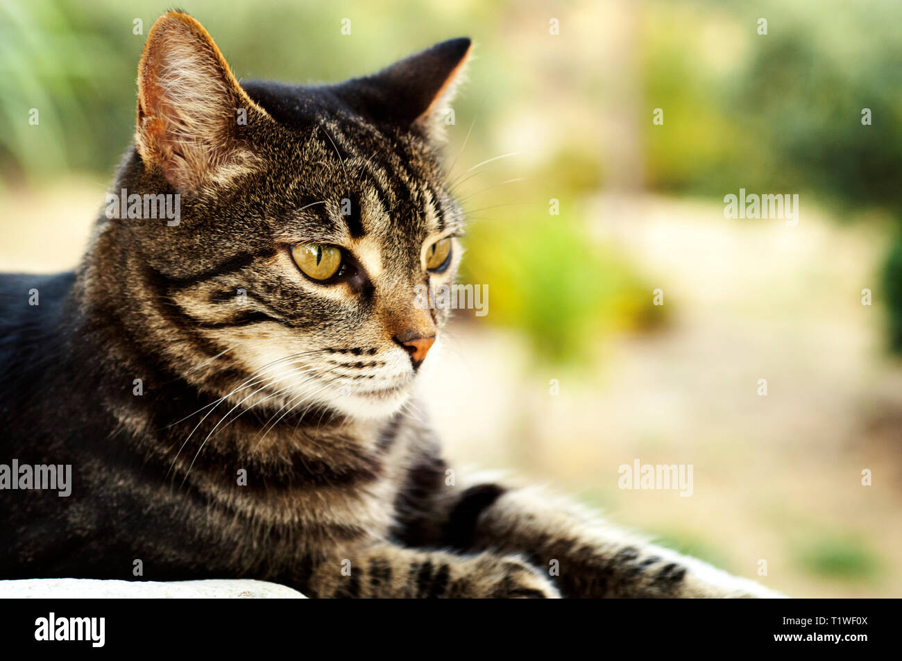 Portrait d'un chat domestique à l'extérieur Banque D'Images