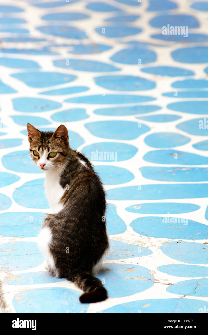 Vue arrière d'un chat tigré assis sur un étage peintes de couleurs vives en Grèce et à la caméra à l'arrière Banque D'Images