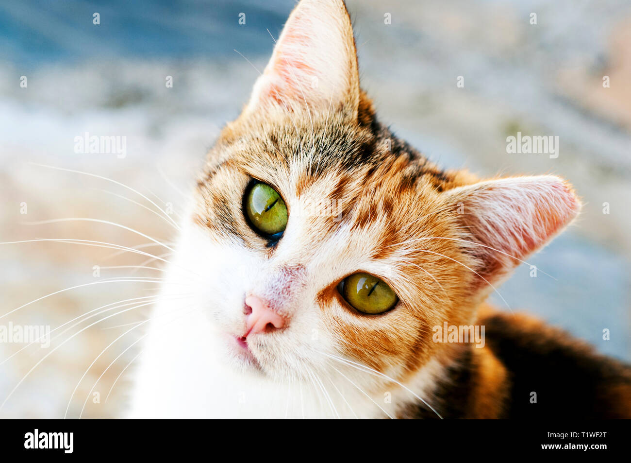 Portrait d'un jeune chat calico looking up at camera Banque D'Images