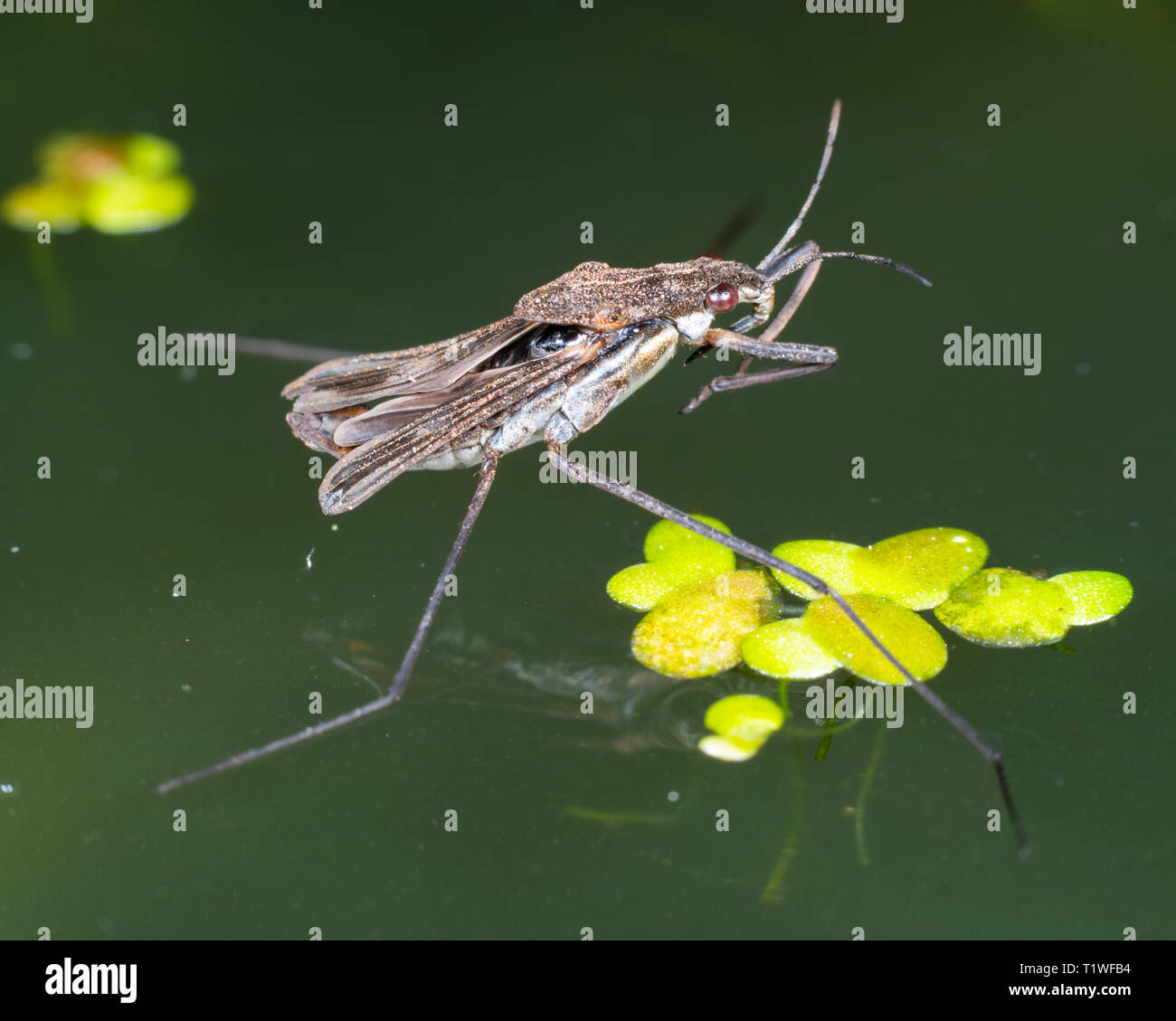 Strider eau eau l'eau, skeeter, bug, l'étang de l'eau, patineur skipper, Jésus bug Banque D'Images