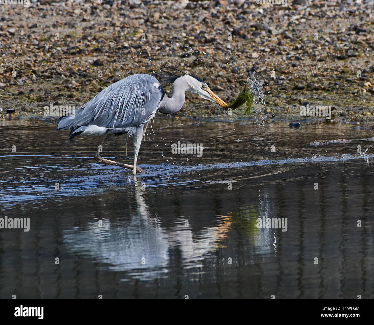 Les captures Heron le ver. Droit d'action de l'oiseau séparant les algues à partir de sa proie. Reflète dans l'eau de l'estuaire encore. Banque D'Images