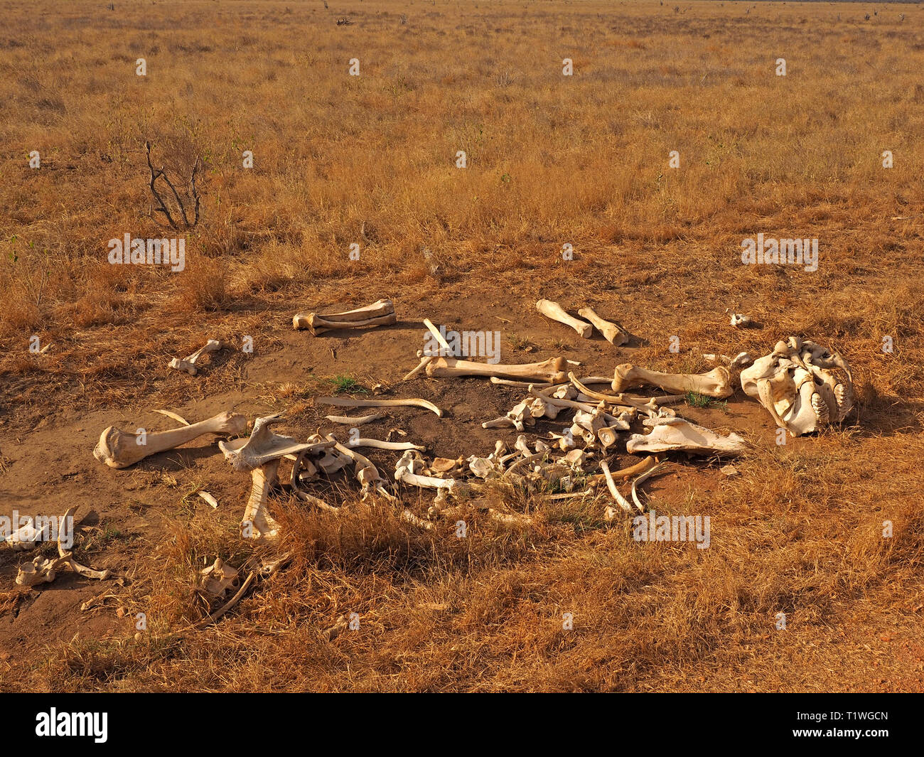 Les os blanchis de squelette d'un éléphant d'Afrique (Loxodonta africana) se trouvent en position sur la terre rouge de savane africaine dans l'Est de Tsavo NP, le Kenya Afrique Banque D'Images