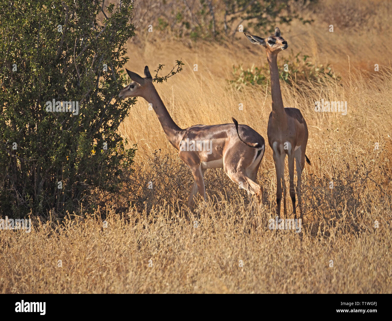 Deux femmes girafes gazelles Gerenuk ou (Litocranius walleri) un long col pays sec antilope, naviguant sur des buissons dans l'Est de Tsavo NP, Kenya, Afrique Banque D'Images