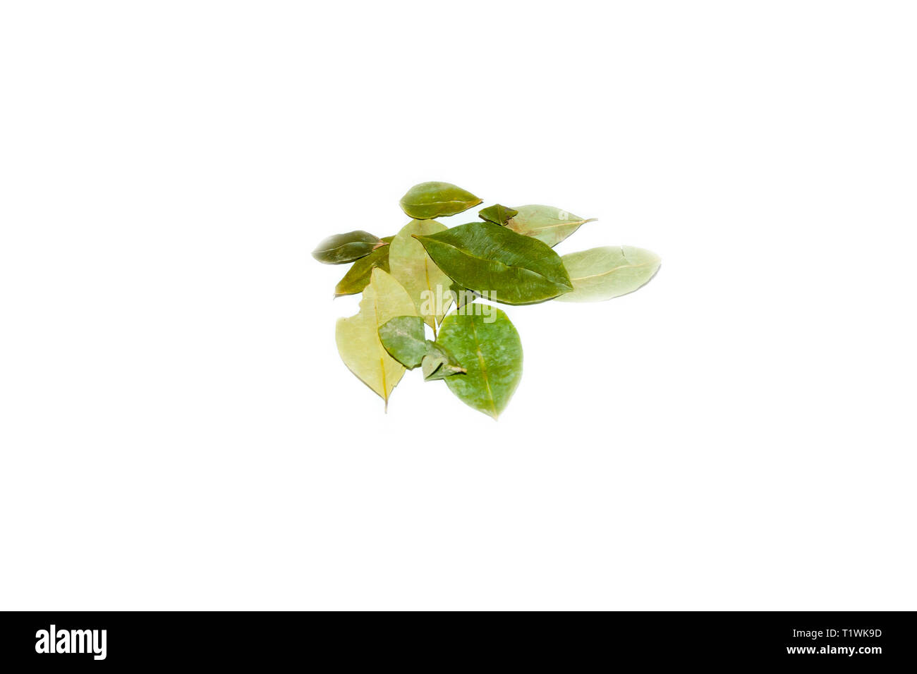 Les feuilles de coca séchées frais biologiques Banque D'Images