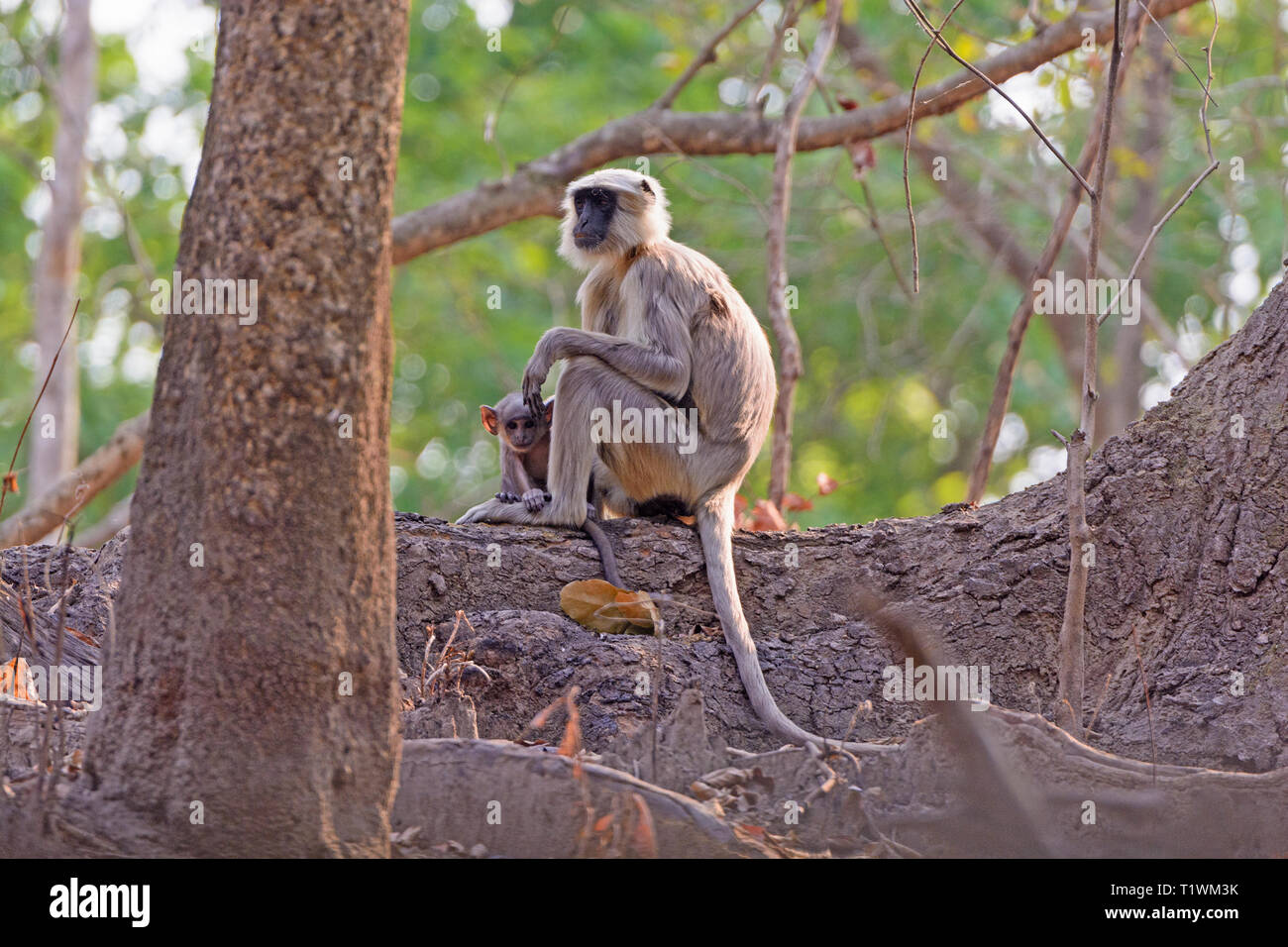 La mère et l'enfant dans un arbre en Langur Chtiwan Parc National en Inde Banque D'Images