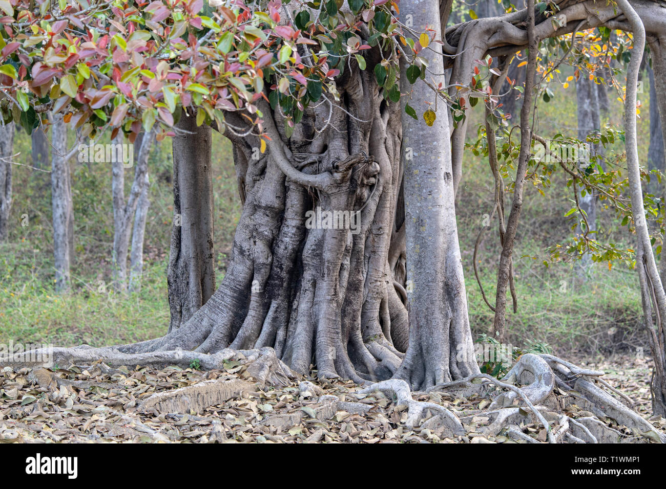 Arbre de banian (Ficus benghalensis) est considéré comme l'arbre national de l'Inde Banque D'Images