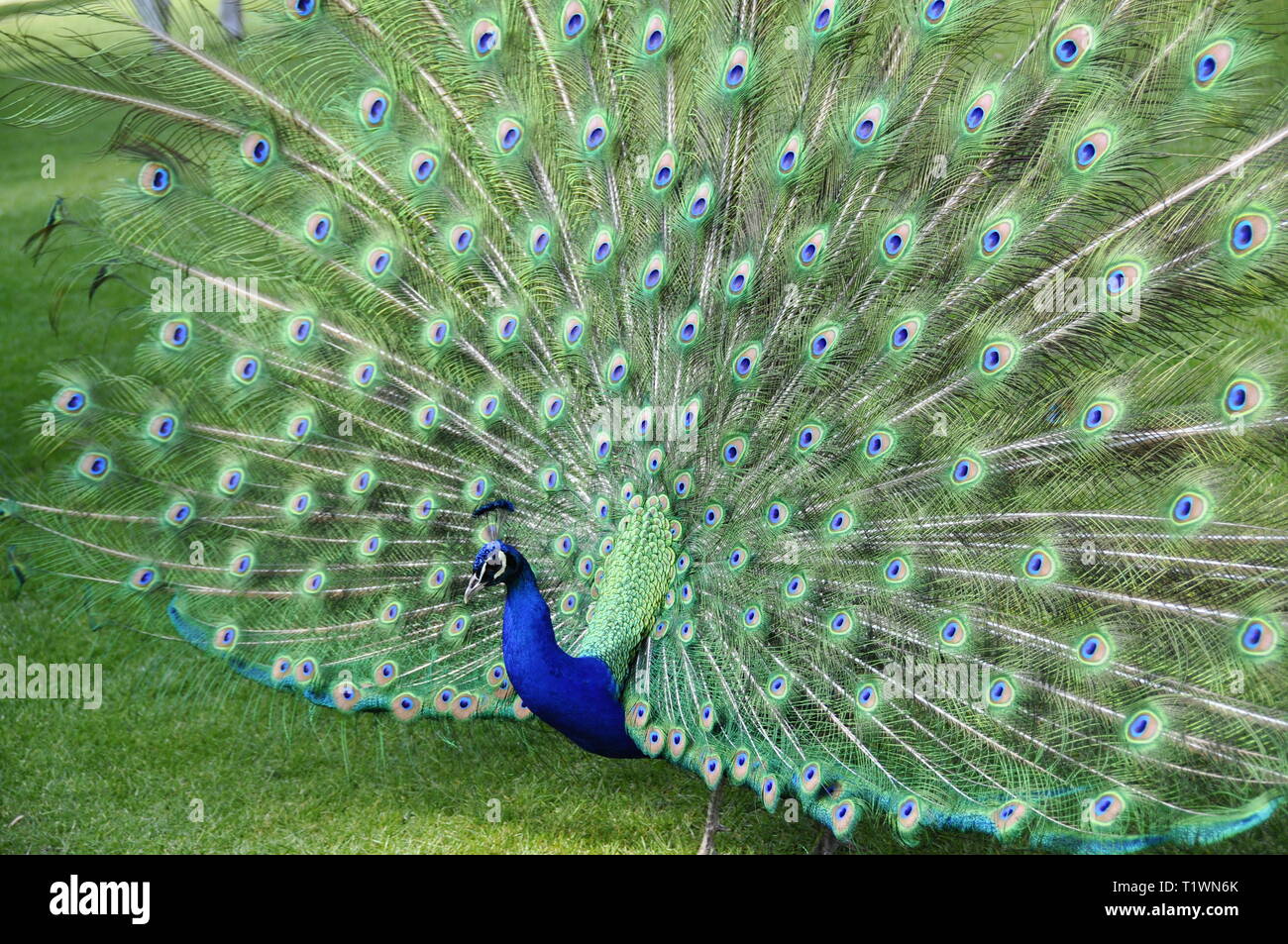La diffusion et l'affichage de son Peacock feathers Banque D'Images