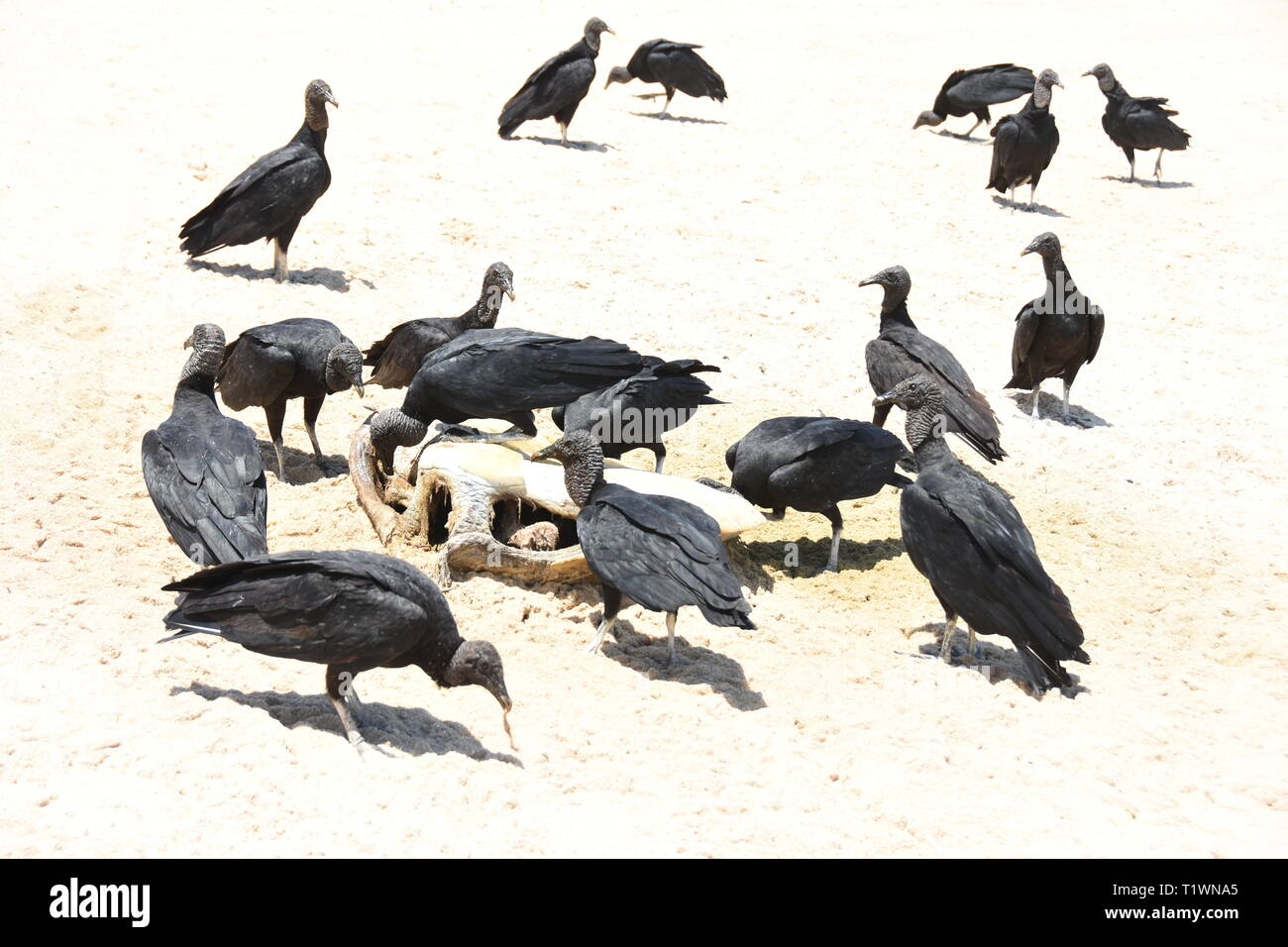 Le vautour noir américain Coragyps atratus se nourrissant de charogne sur une plage Banque D'Images