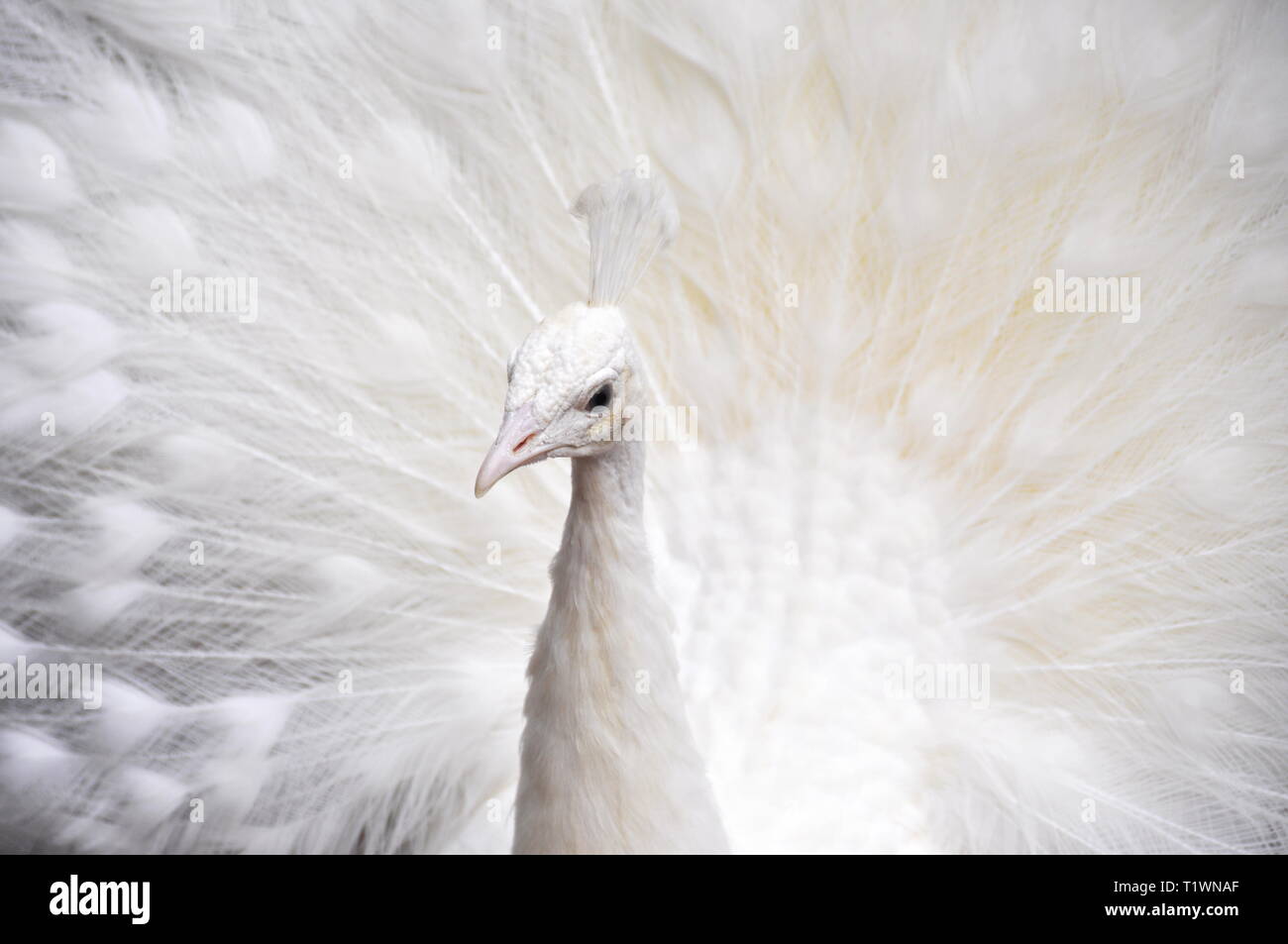 Leucistic blanc peacock l'épandage et l'affichage de ses plumes Banque D'Images