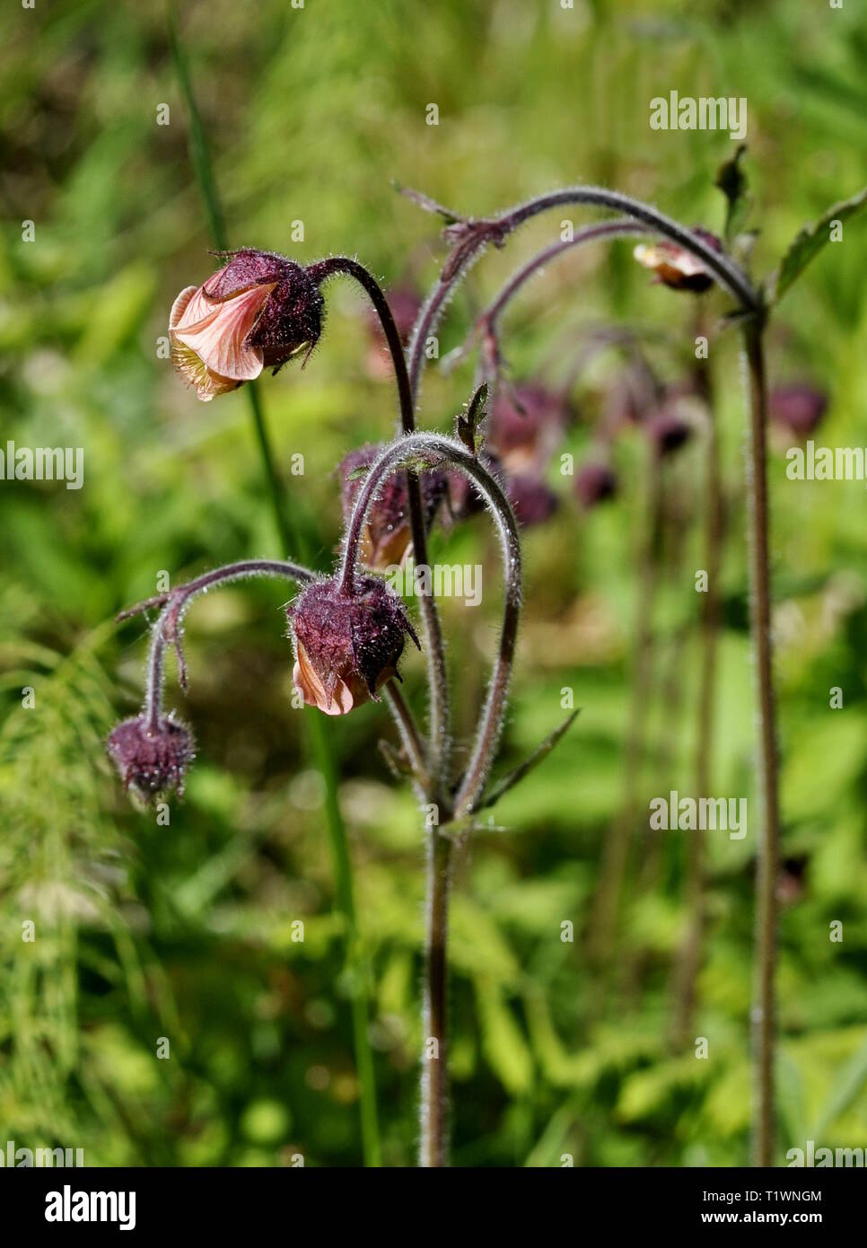 L'eau avens Geum rivale de floraison Banque D'Images