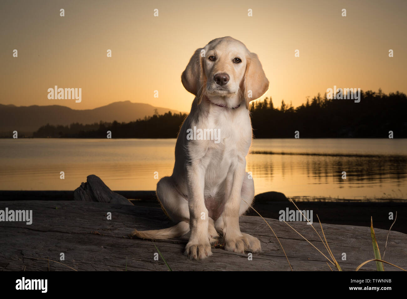 Jaune 3 mois labrador retriever chiot au coucher du soleil sur la plage Banque D'Images