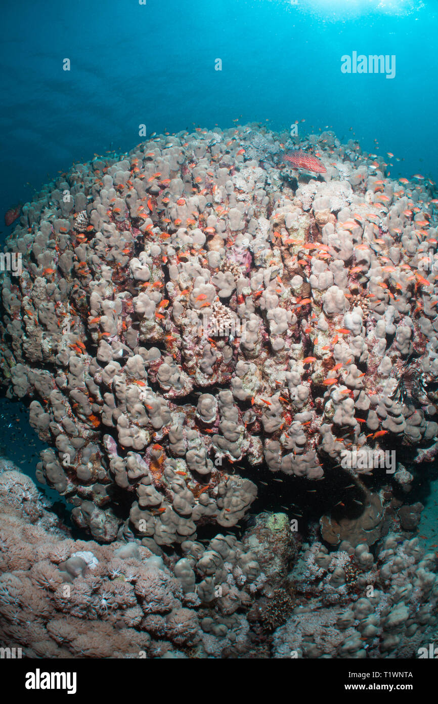 Belle et santé des récifs de corail de la mer Rouge, Egypte Banque D'Images