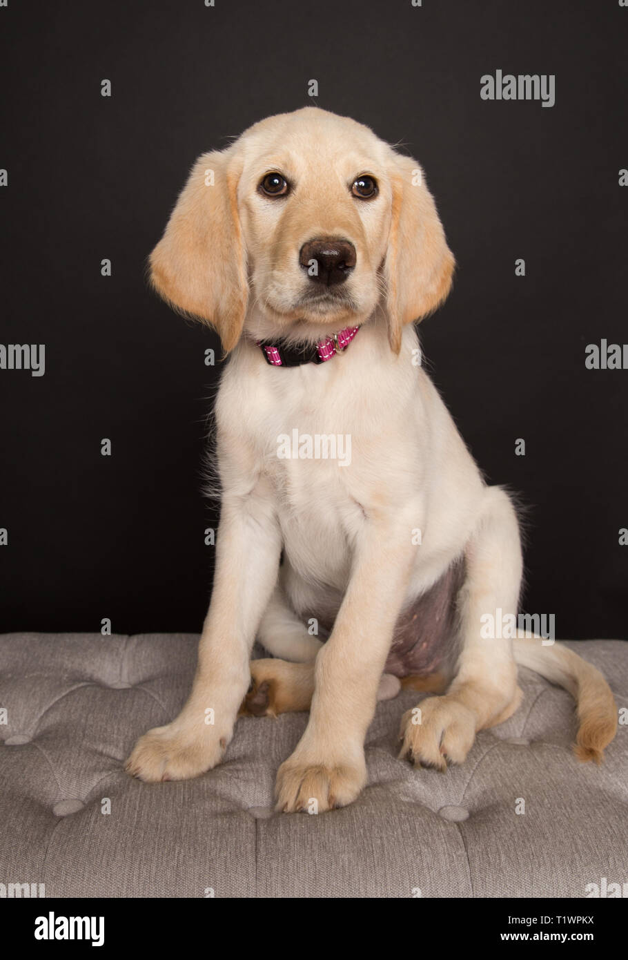 Les jeunes labradoodle puppy sitting in studio Banque D'Images