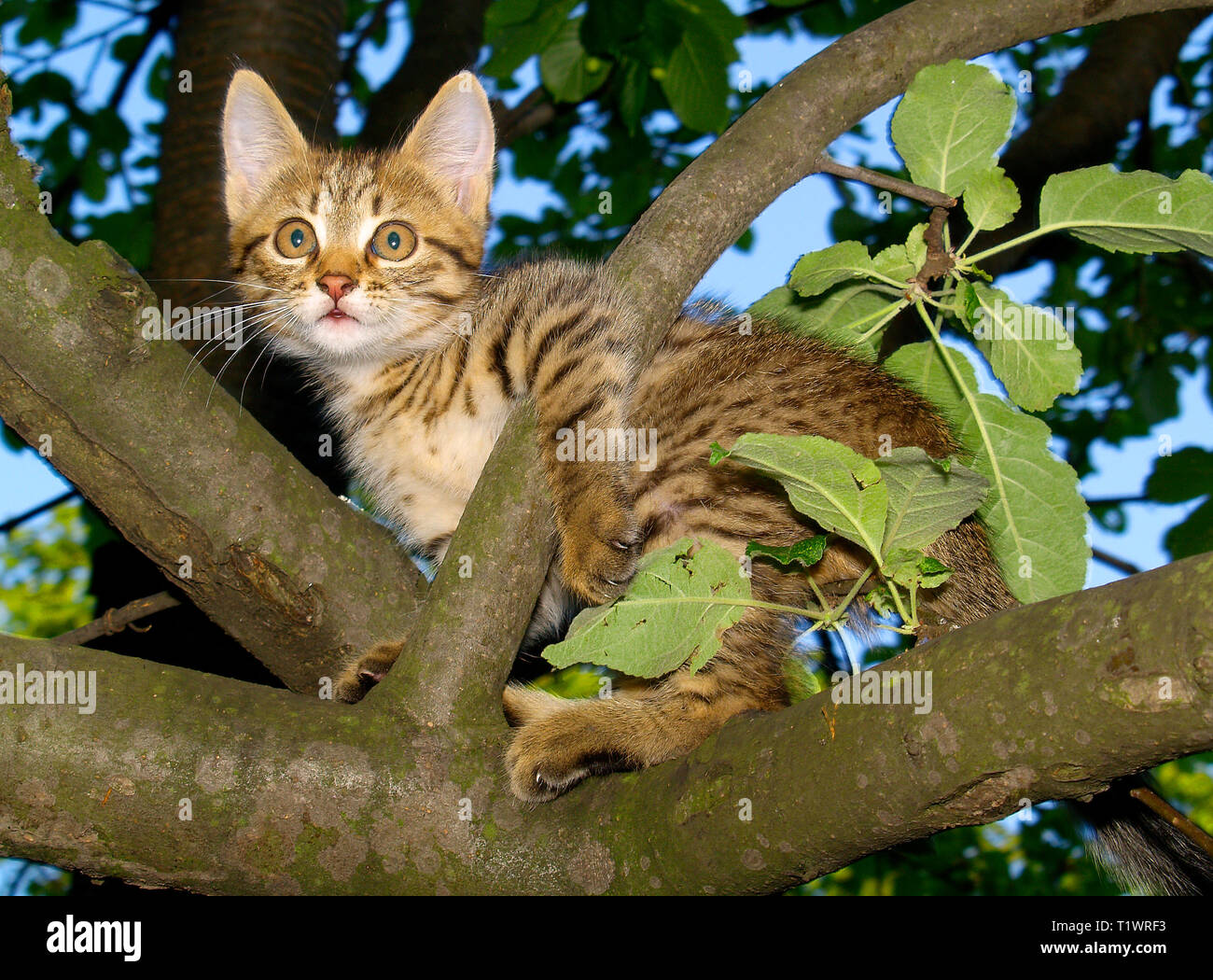 Chaton sur un Apple-tree branch. format horizontal. Banque D'Images