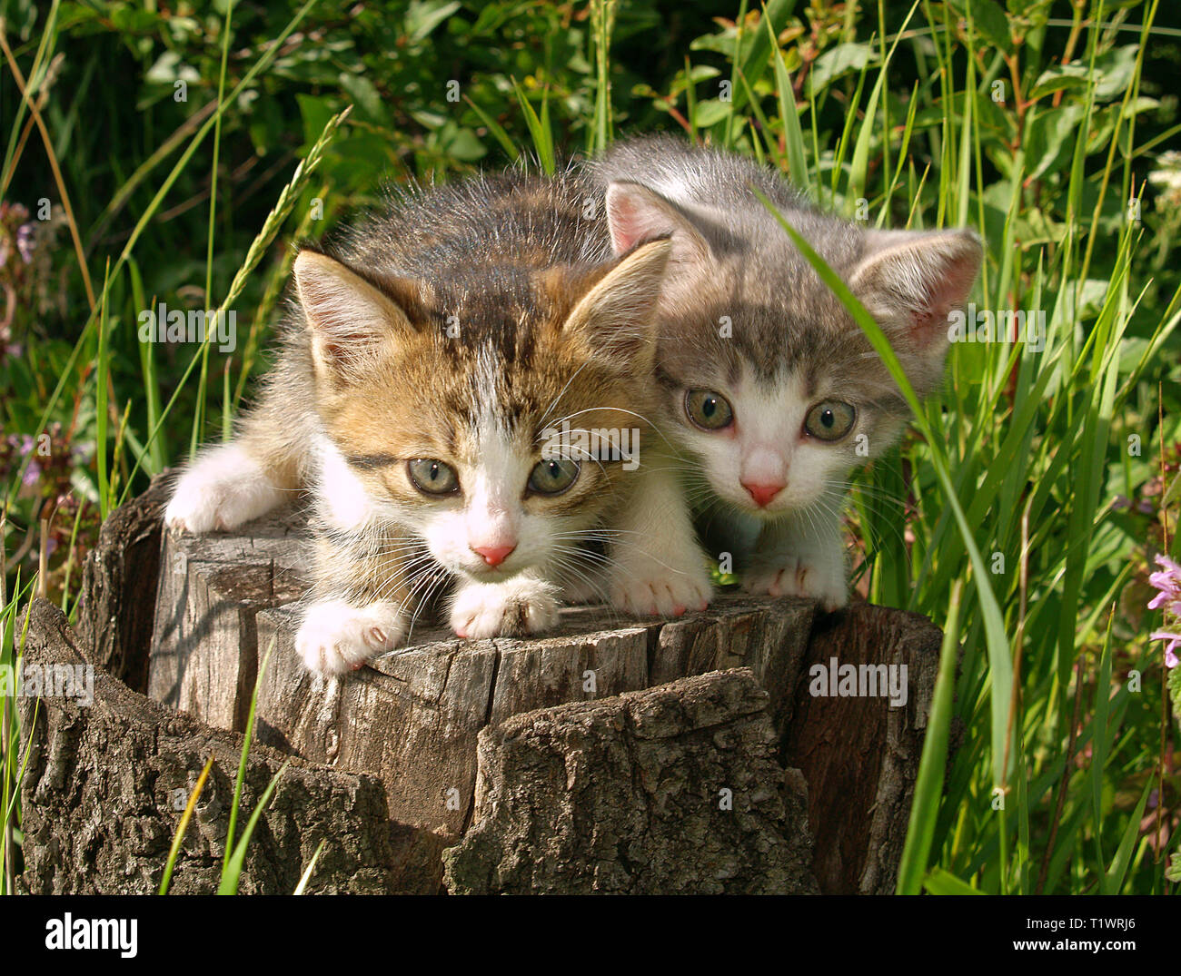 Chaton sur un Apple-tree branch. format horizontal. Banque D'Images