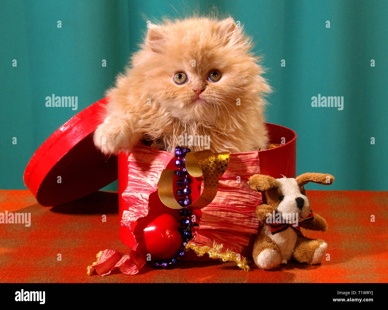 Fluffy, red chaton dans une boîte rouge pour des cadeaux. format horizontal. Banque D'Images