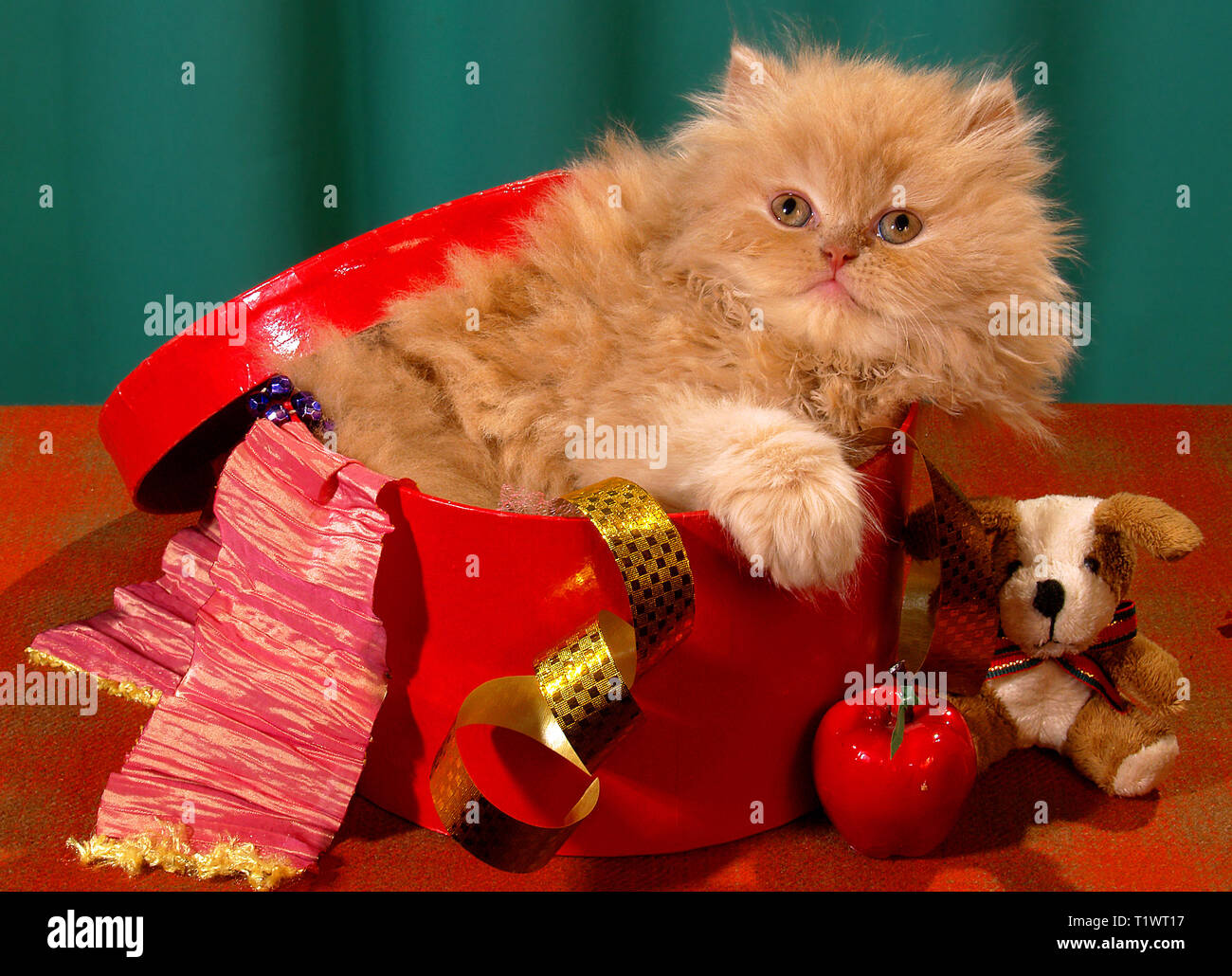 Fluffy, red chaton dans une boîte rouge pour des cadeaux. format horizontal. Banque D'Images