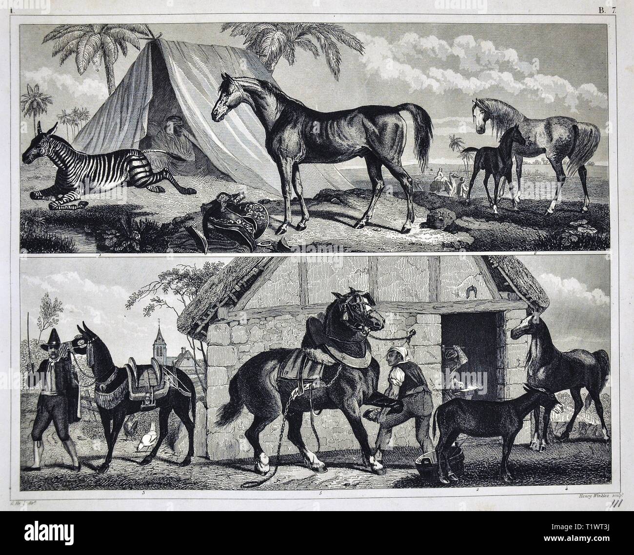 1849 - Impression zoologique La faune Les animaux - Mammifères zèbres, lamas et chevaux domestiqués Banque D'Images