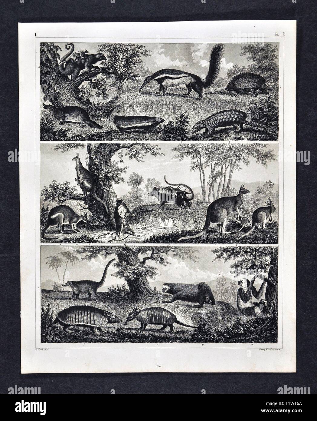 1849 - Impression zoologique La faune Les animaux - Mammifères marsupiaux kangourous, Possum, et des tatous, Pangolin, Platypus, fourmiliers et lémuriens Banque D'Images