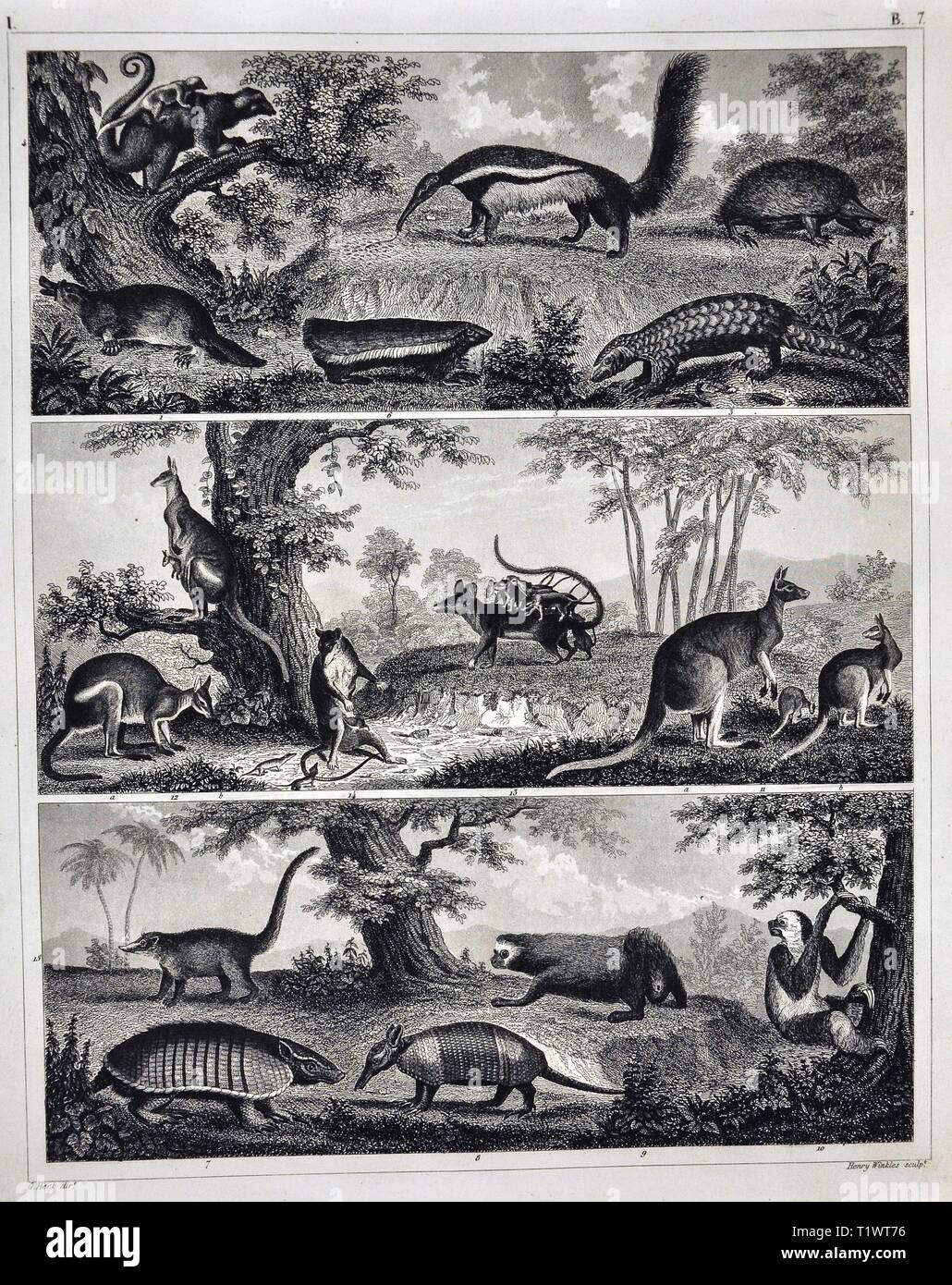 1849 - Impression zoologique La faune Les animaux - Mammifères marsupiaux kangourous, Possum, et des tatous, Pangolin, Platypus, fourmiliers et lémuriens Banque D'Images