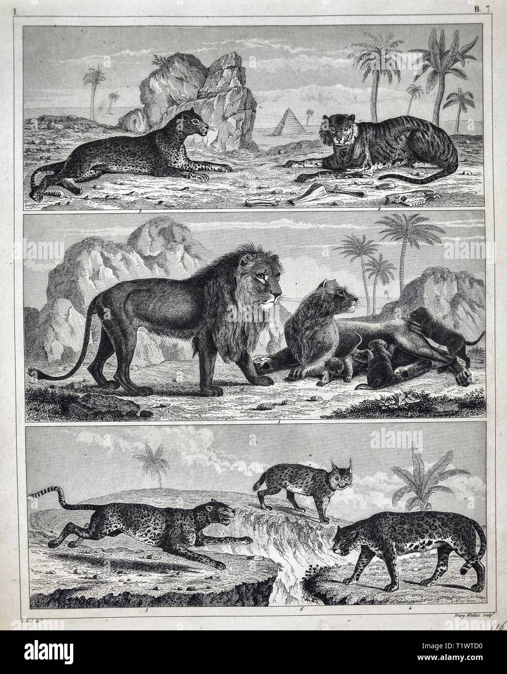 1849 - Impression zoologique La faune Les animaux mammifères - y compris les chats Chats Lions, tigres, Jaguar, Lynx et d'autres Banque D'Images