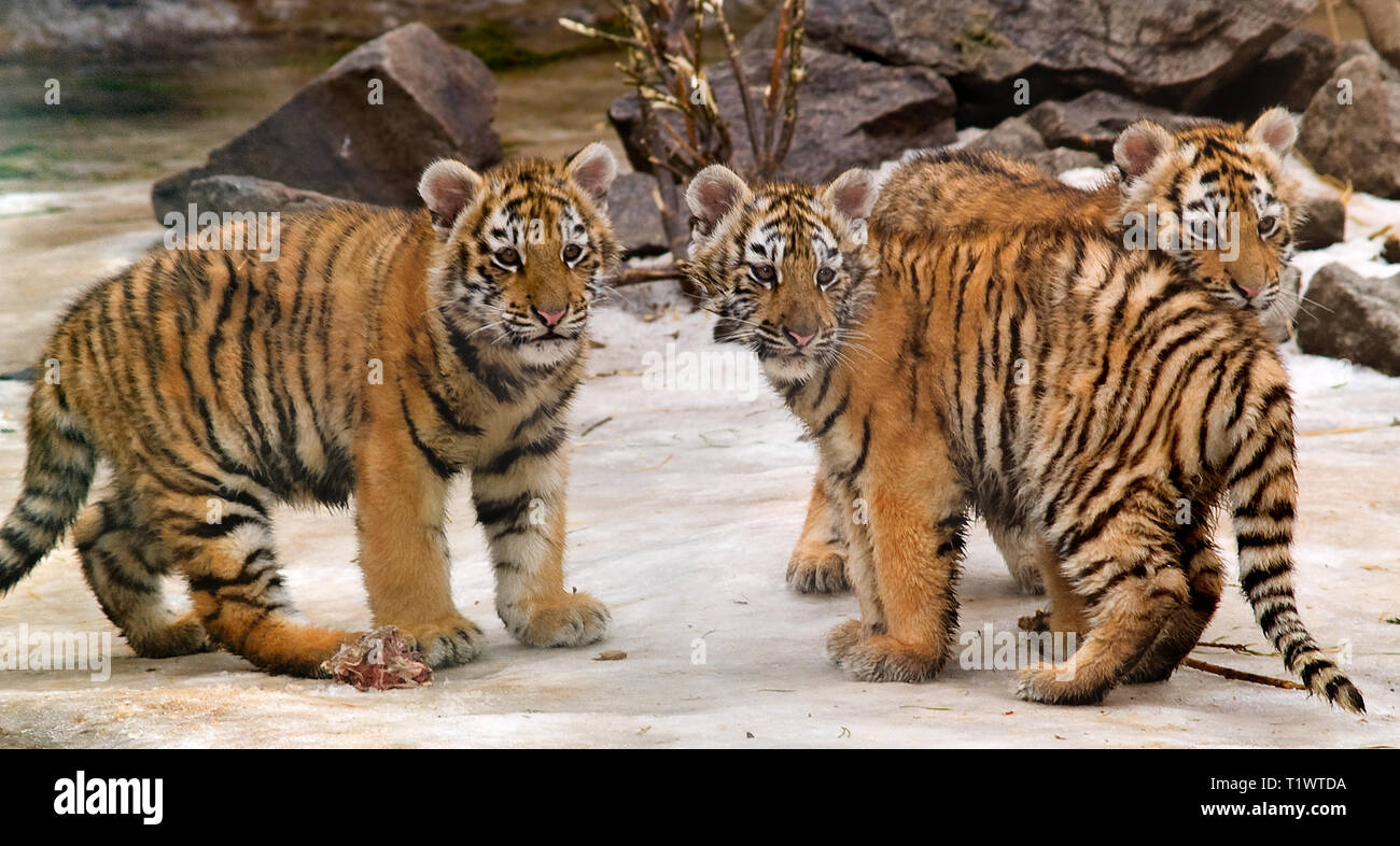 Trois petits de l'Amur tiger dans un zoo. L'Europe. L'Ukraine. Kharkiv. format horizontal. Banque D'Images