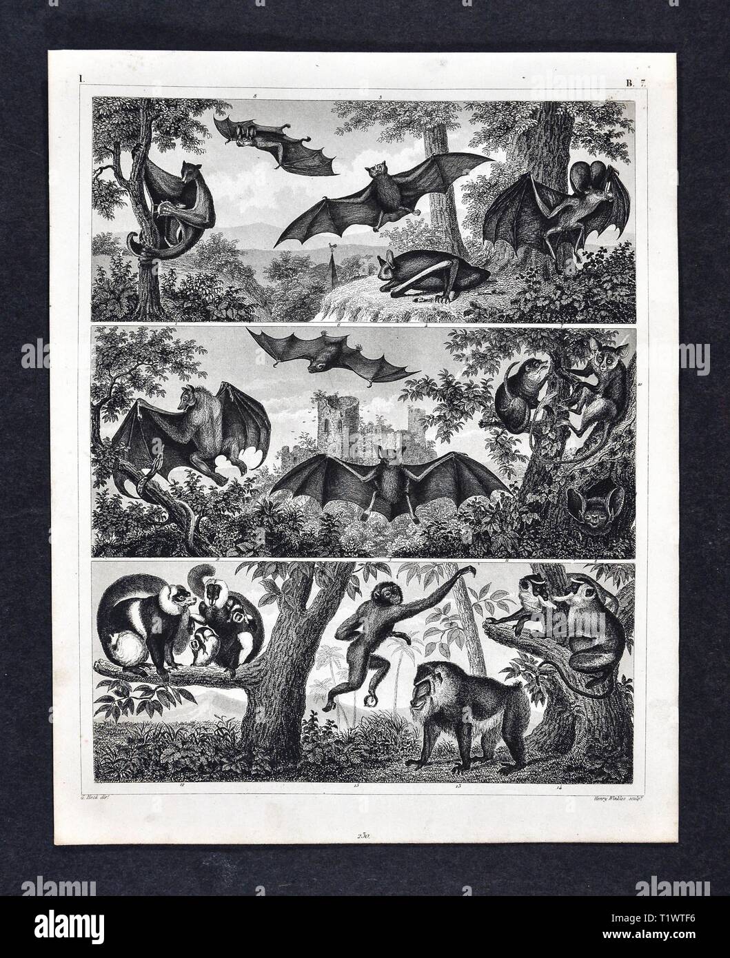1849 - Impression zoologique La faune Les animaux - mammifères - Les chauves-souris et les singes Banque D'Images