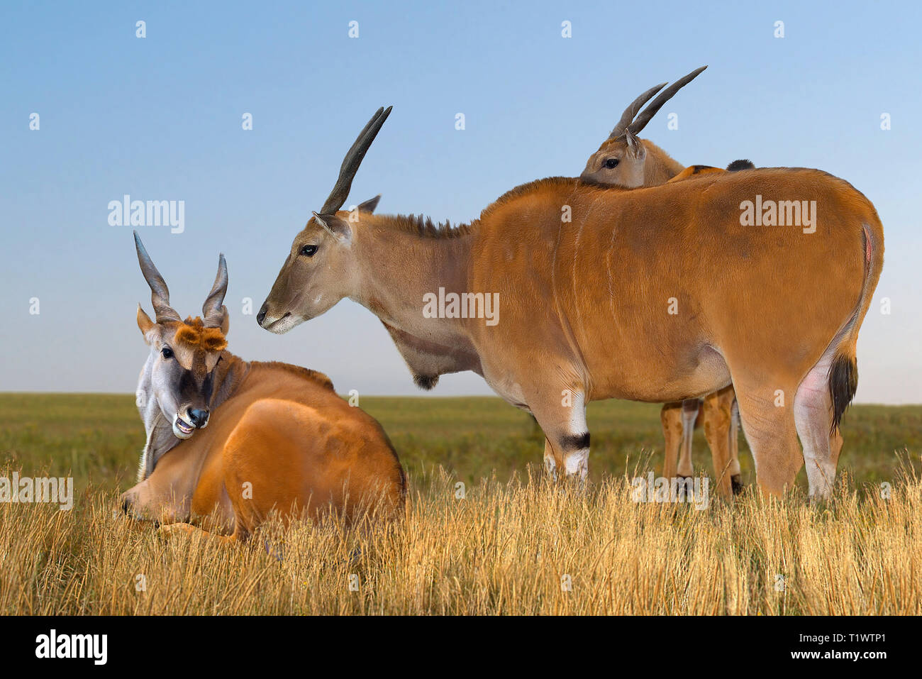 Groupe d'antilopes de Cannes (Taurotragus oryx) sur un pâturage dans la réserve Askania-Nova. L'Europe. L'Ukraine. Région de Kherson. Réserver. format horizontal. Banque D'Images