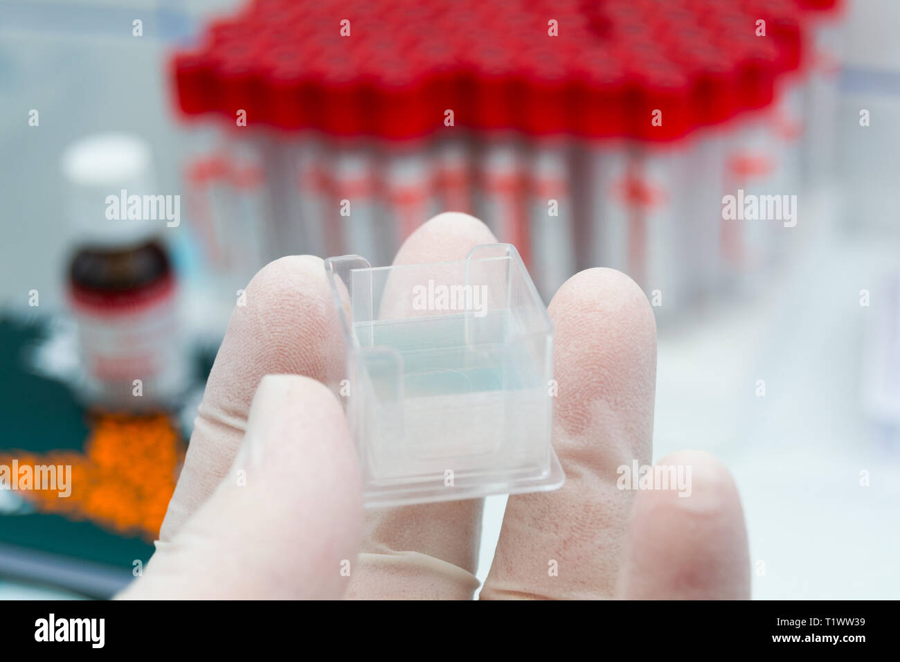 Travailleur de laboratoire tenant à la main une boîte en plastique avec des cils microscopiques Banque D'Images