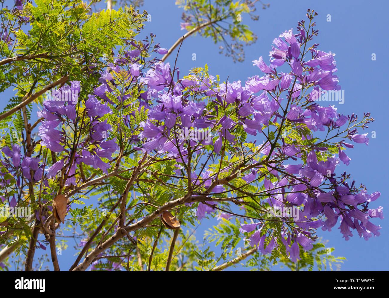 Jacaranda Jacaranda mimosifolia, arbre, en fleurs. Canaries, Espagne. Banque D'Images