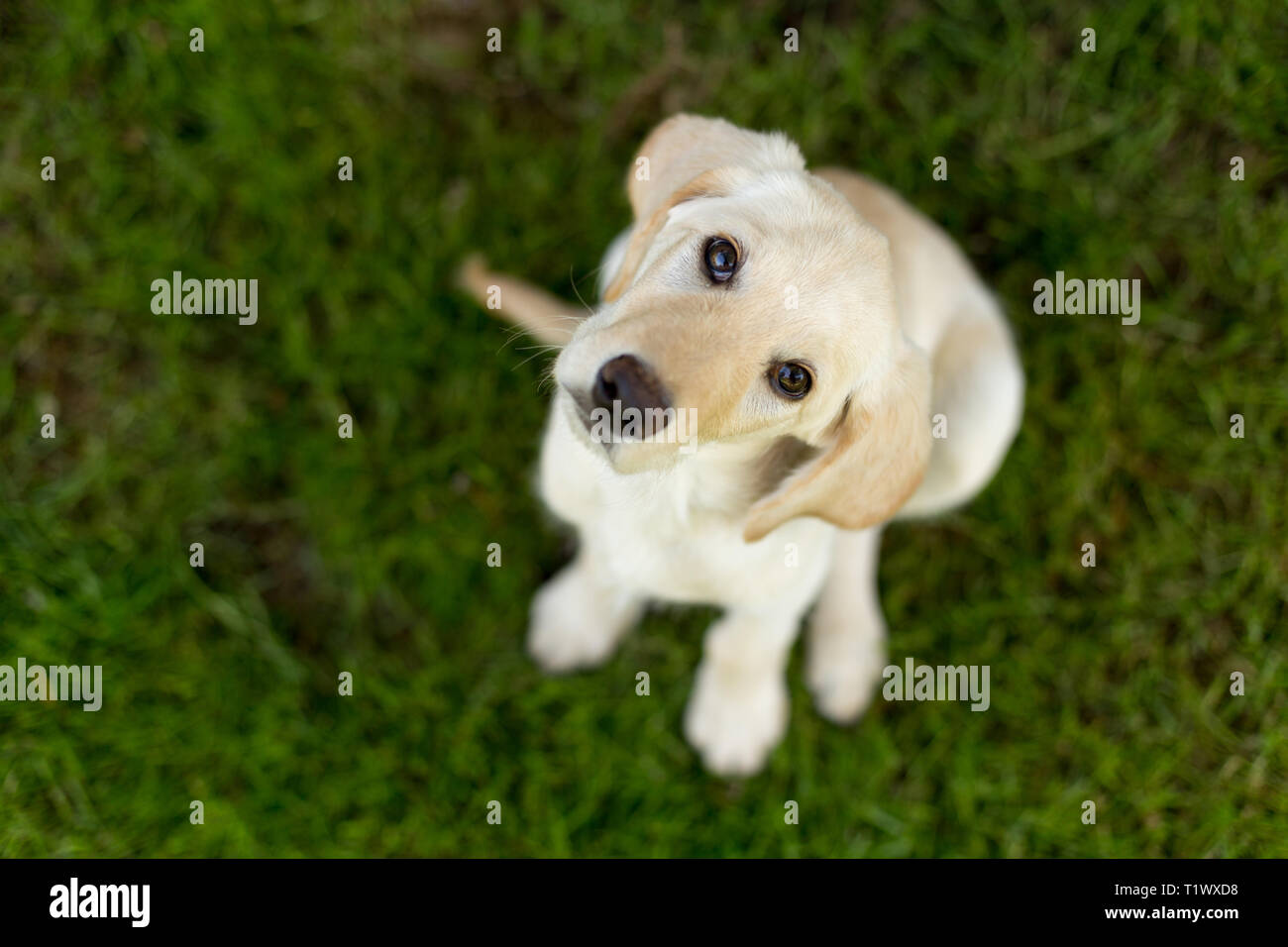 Jeune labrador retriever chiot à l'extérieur dans l'herbe verte à tête inclinable vers le haut et Banque D'Images