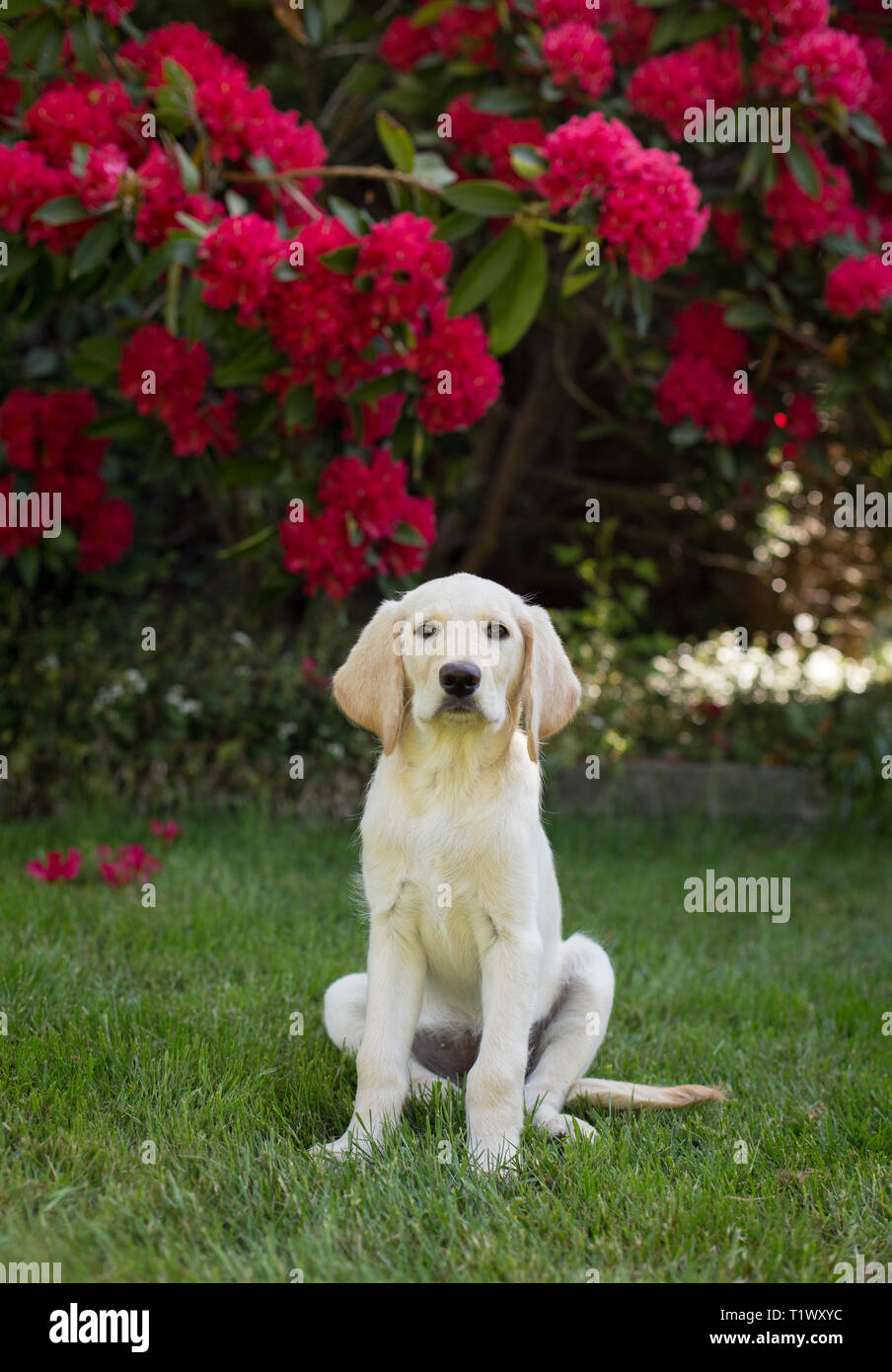 Jeune labrador retriever chiot à l'extérieur dans la cour Banque D'Images