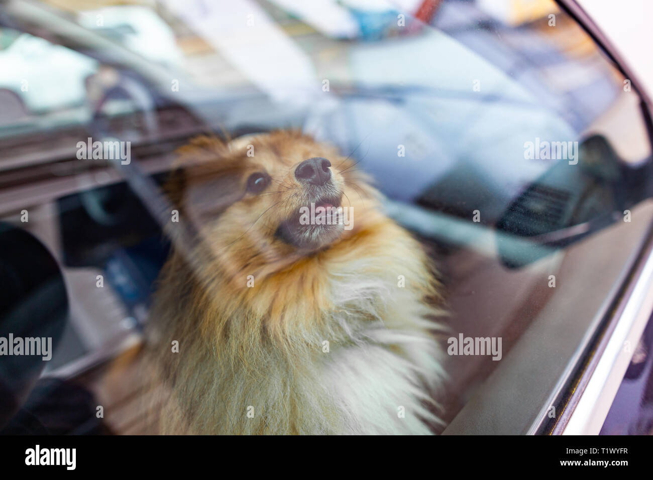 Un petit Shetland Sheepdog regarde par la fenêtre d'une voiture Banque D'Images