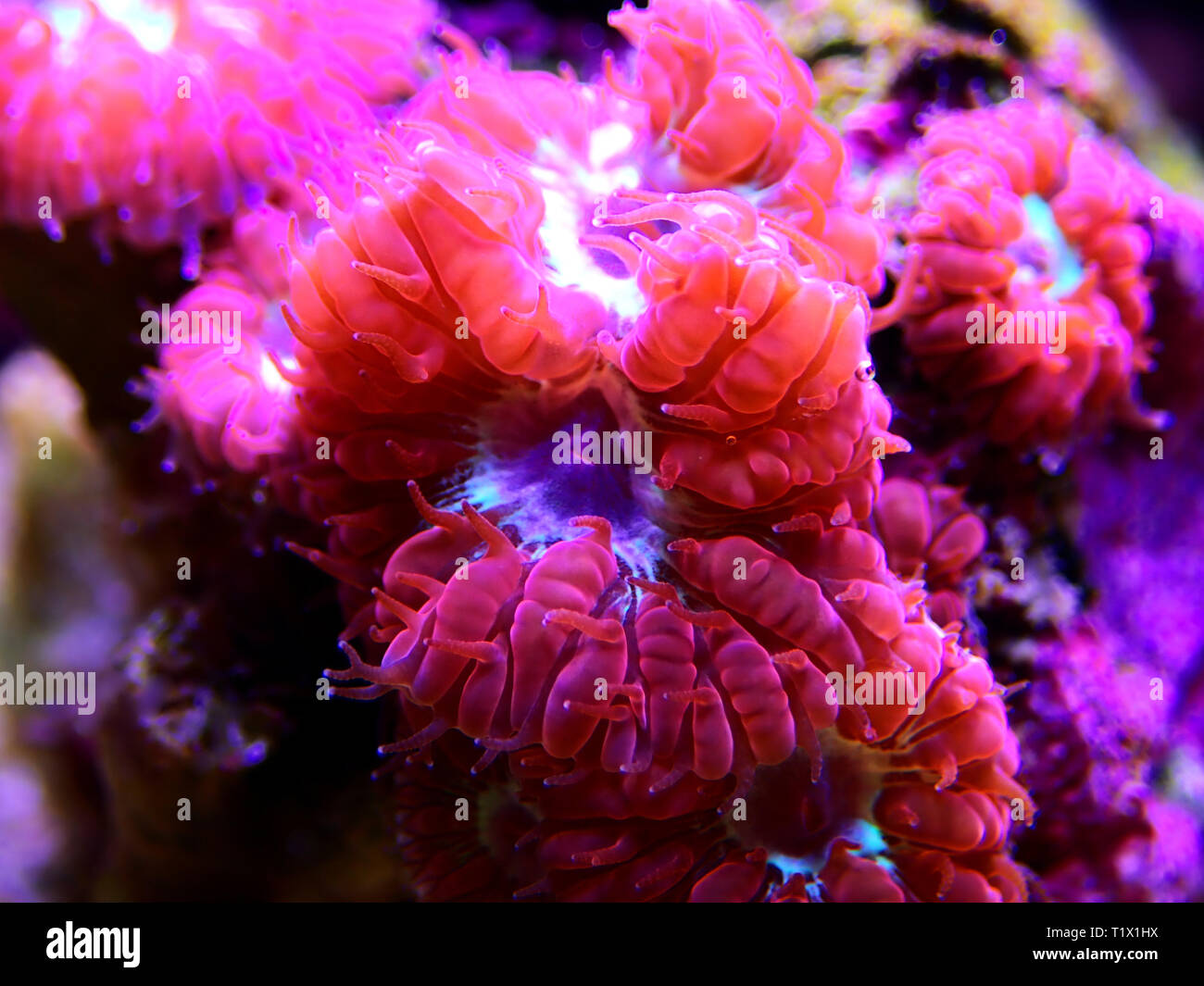 Blastomussa rose corail, LPS - (Blastomussa merletti) Banque D'Images