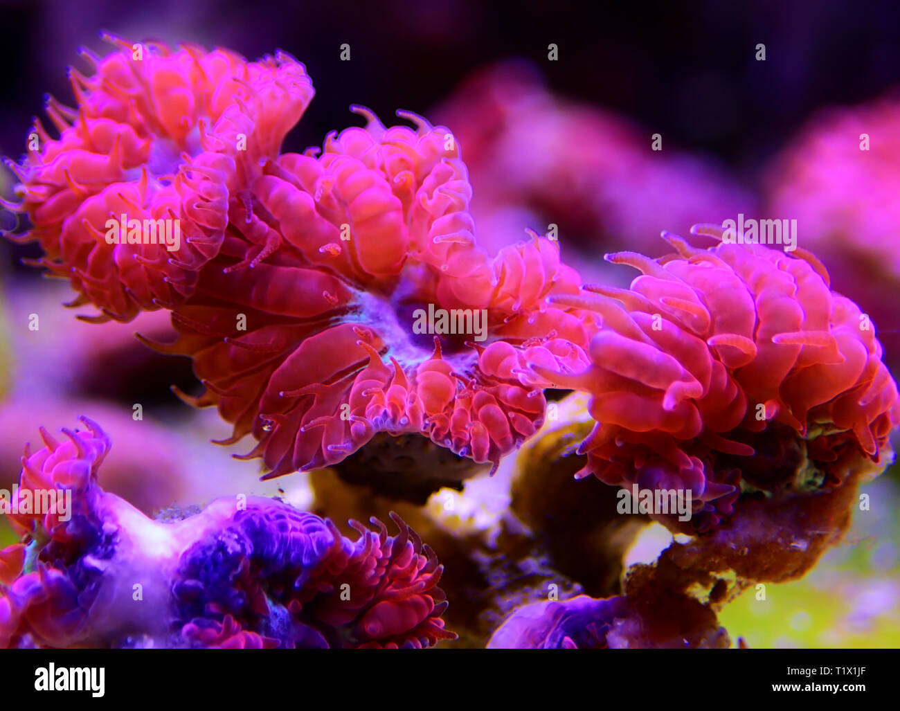 Blastomussa rose corail, LPS - (Blastomussa merletti) Banque D'Images