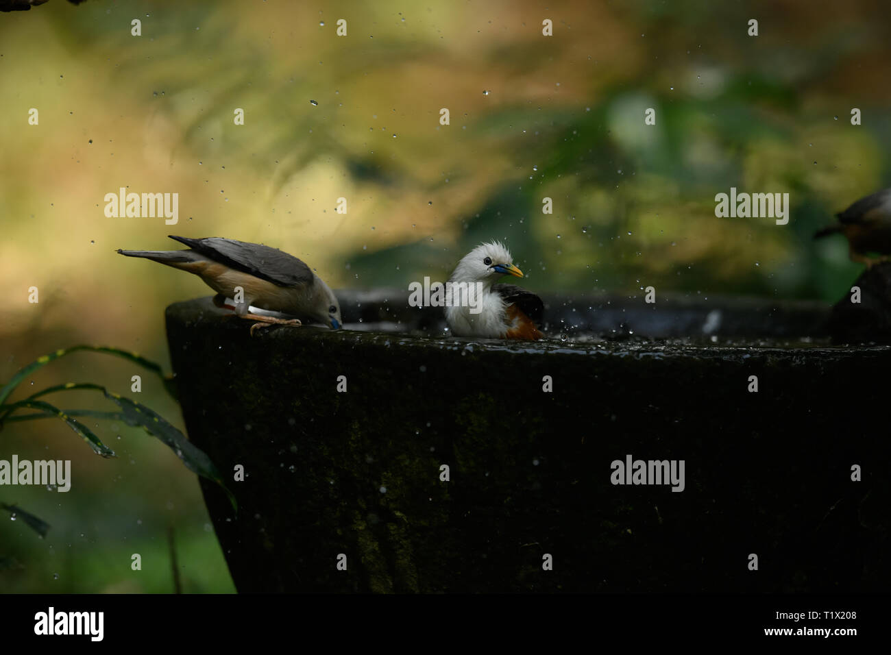 Le chestnut-tailed starling ou à tête grise myna est membre de la famille starling oiseaux nourrir la famille., refroidissement et la baignade dans le temps de l'Été Indien Banque D'Images