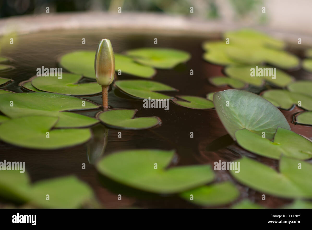 Frais de fleur de lotus dans l'eau. Fleur d'Asie, Xian, Chine Banque D'Images