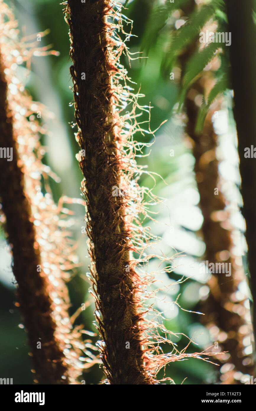 Image libre de nature abstraite de l'hairy tiges d'un arbre fougère de Nouvelle-Zélande. Dicksonia squarrosa, communément appelé wheki rugueux ou fougère arborescente, est un commo Banque D'Images