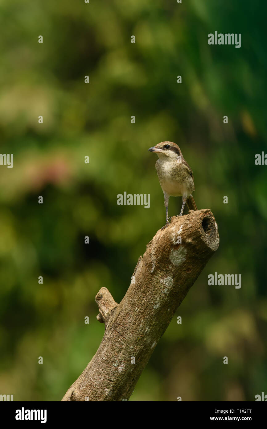 La Pie Grièche Brune Est Un Oiseau De La Famille Cest