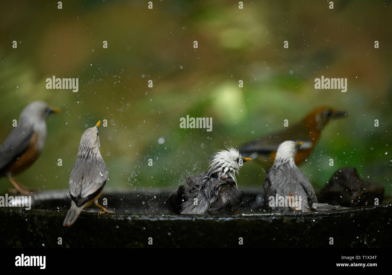 Le chestnut-tailed starling ou à tête grise myna est membre de la famille starling oiseaux nourrir la famille., refroidissement et la baignade dans le temps de l'Été Indien Banque D'Images