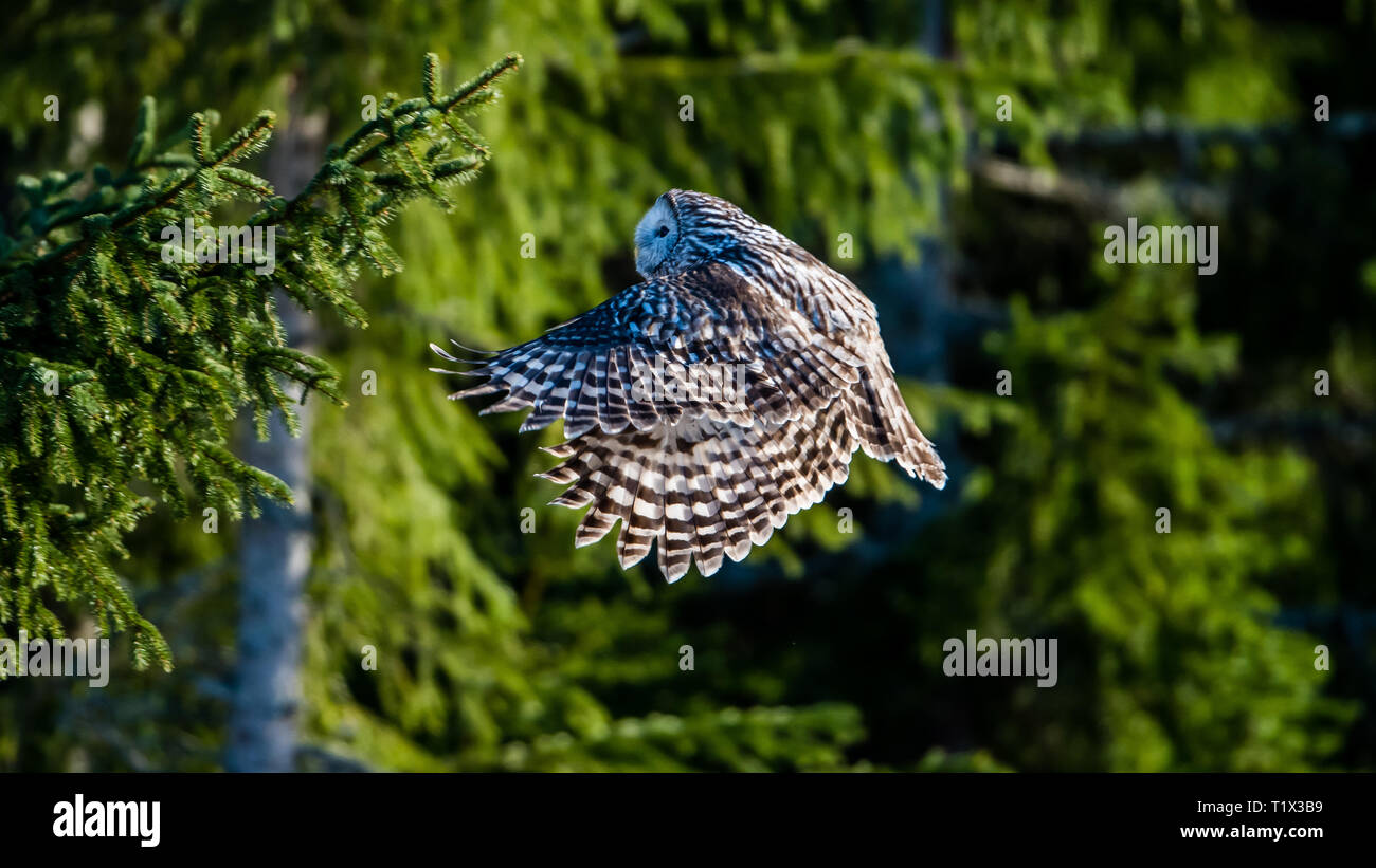 Chouette de l'Oural (Strix uralensis) voler dans la forêt de sapins, avec du soleil sur son dos et un un arrière-plan vert. Banque D'Images