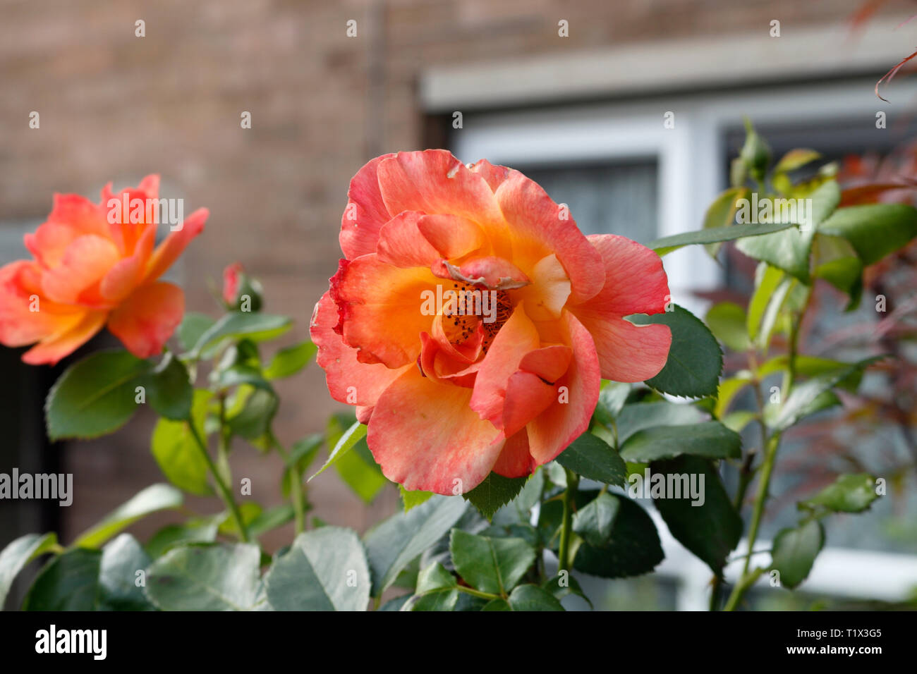 Rose rouge fleur Banque D'Images