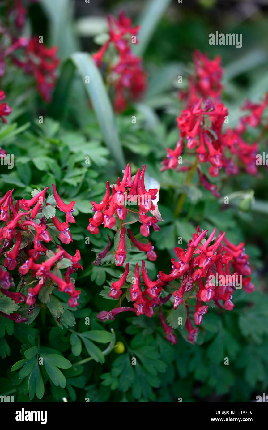 Corydalis solida George Baker,fleurs,rouge,formant touffe,printemps,flower,fleurs,bois,bois,ombre ombre ombre,RM,Floral Banque D'Images
